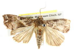 Image of Cutworm