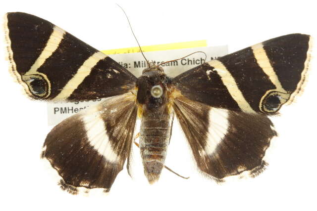 Grammodes ocellata Tepper 1890的圖片