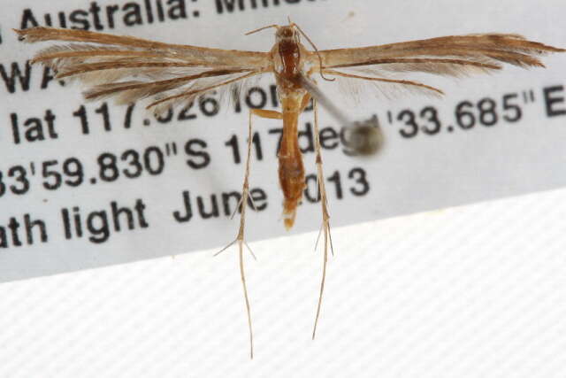 Image of Plume moth