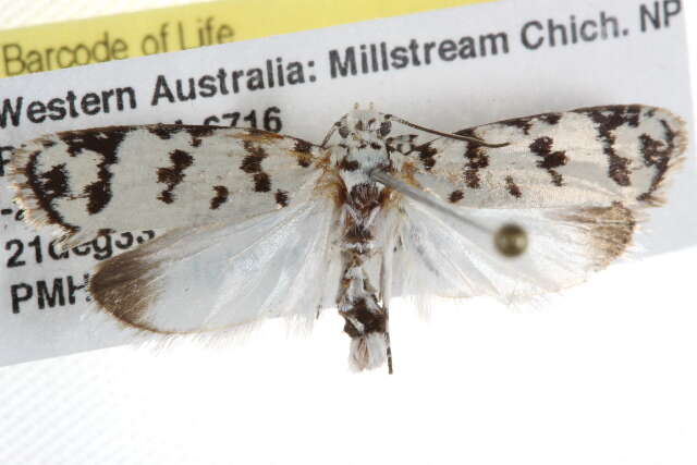 Image of Ethmia hemadelpha Lower 1903