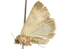 Image de <i>Acantholipes juba</i>