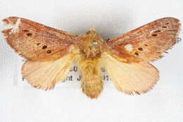 صورة Doratifera quadriguttata Walker 1855