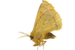 Image of Anthela cnecias Turner 1921