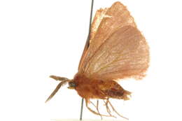 Imagem de Anthela rubicunda (Swinhoe 1902)