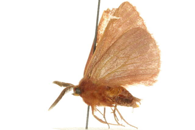 Image of Anthela rubicunda (Swinhoe 1902)