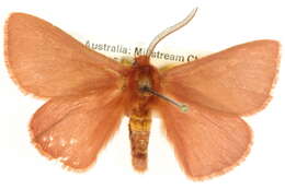 Imagem de Anthela rubicunda (Swinhoe 1902)