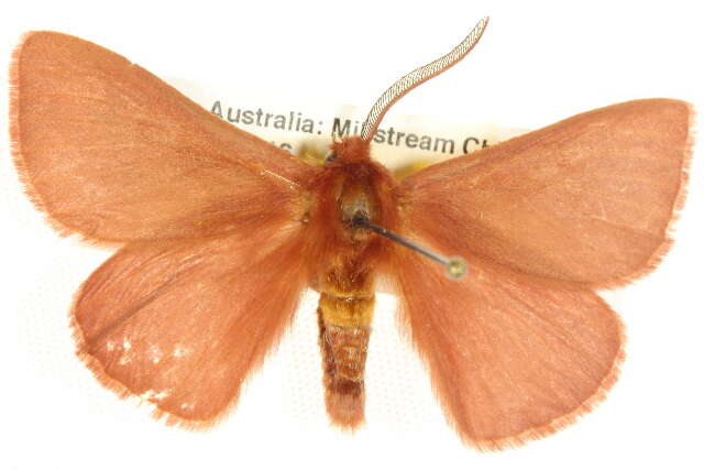 Imagem de Anthela rubicunda (Swinhoe 1902)