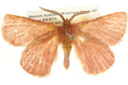 Imagem de Anthela rubicunda (Swinhoe 1902)