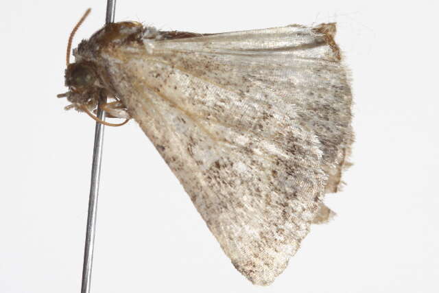 Image de <i>Acantholipes juba</i>