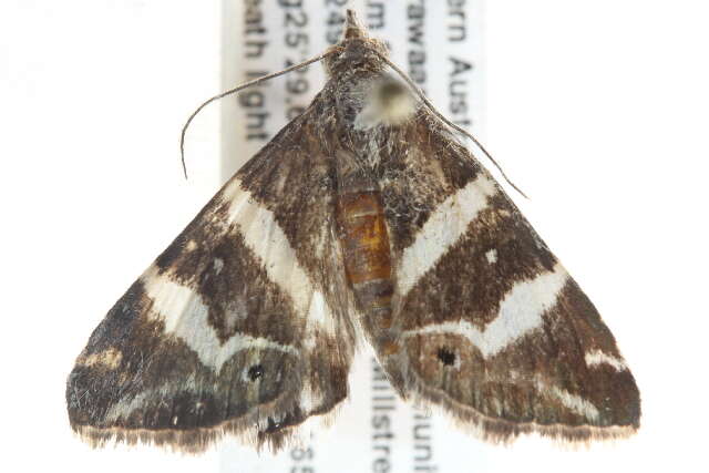 Grammodes pulcherrima Lucas 1892的圖片