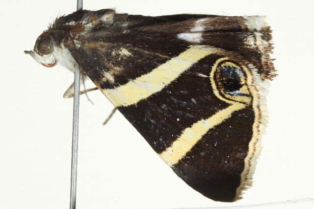 Grammodes ocellata Tepper 1890的圖片