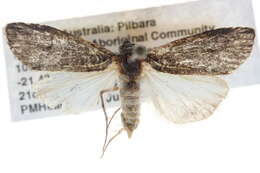 Image of Stenoprora adelopis Lower 1903