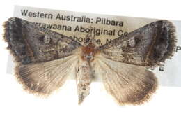 Image de <i>Acantholipes juba</i>