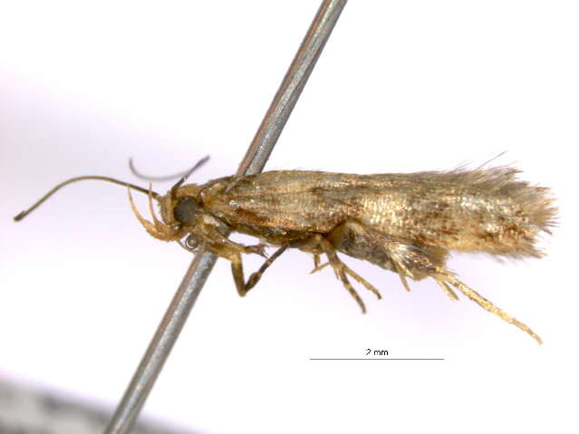 Image of Pexicopia desmanthes Lower 1898