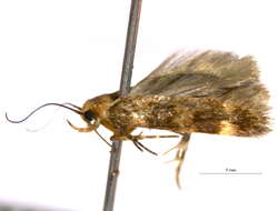 Image of Pexicopia desmanthes Lower 1898