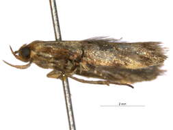 Image of Pexicopia desmanthes Lower 1898