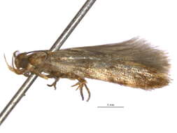 Image of Pexicopia desmanthes Lower 1898