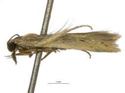 Image of <i>Xerometra centrothetis</i>