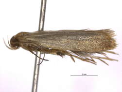 Image of Pexicopia diasema Common 1958