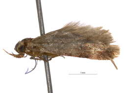 Image of Pexicopia diasema Common 1958