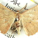 Image of Neoselenia