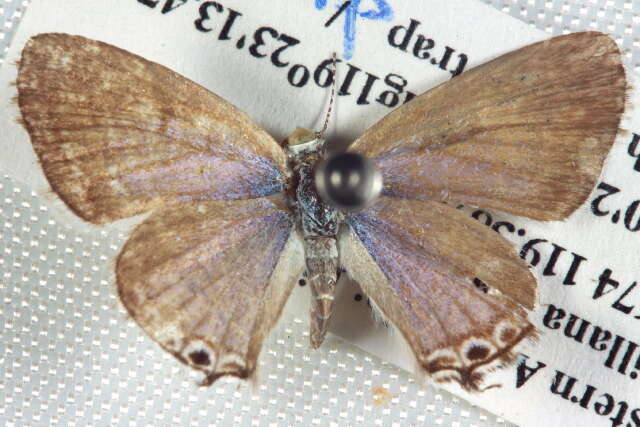 صورة Theclinesthes albocincta (Waterhouse 1903)