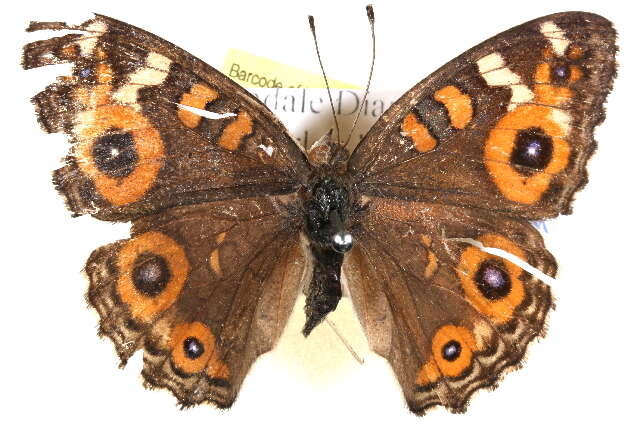 Image of Meadow Argus