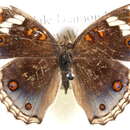 Image of Junonia arithya