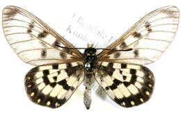 Image of Acraea andromacha Fabricius 1775