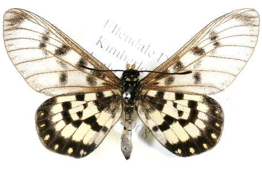 Image of Acraea andromacha Fabricius 1775