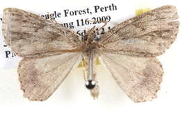 Image of Crypsiphona melanosema Meyrick 1888