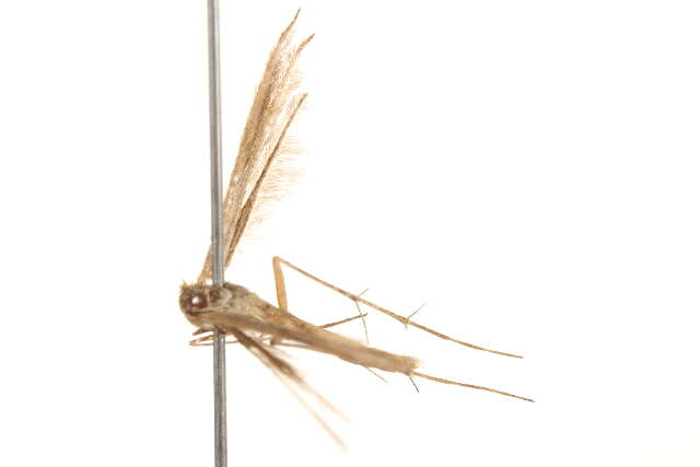 Image of Plume moth