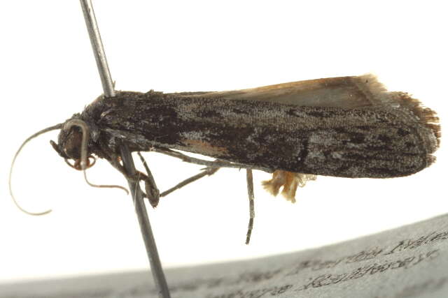 <i>Copamyntis leptocosma</i> resmi