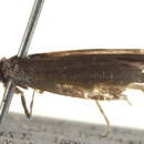 Image of <i>Clerarcha agana</i>