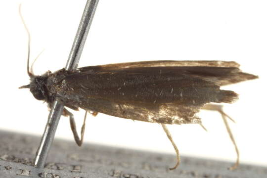 Image of <i>Clerarcha agana</i>