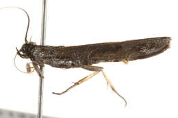 <i>Copamyntis leptocosma</i> resmi