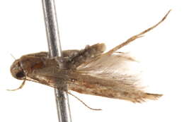 Image of Pyroderces