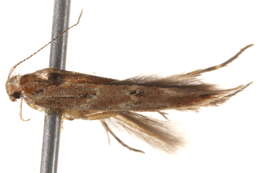 Image of Pyroderces