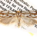 Image of <i>Myrascia bracteatella</i>