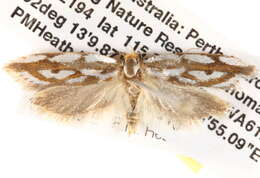 Image of <i>Myrascia bracteatella</i>