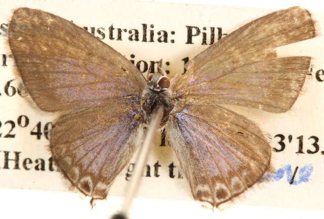 Image of Theclinesthes albocincta (Waterhouse 1903)