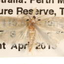 Image of Arotrophora chionaula Meyrick 1910