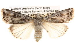 صورة <i>Agrotis emboloma</i>