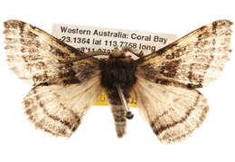 Image of Anthela tetraphrica Turner 1921