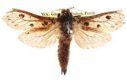 Image of <i>Endoxyla epicycla</i>