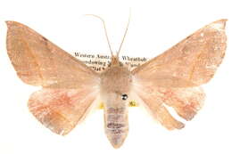 Image of Oenochroma ochripennata Walker 1860