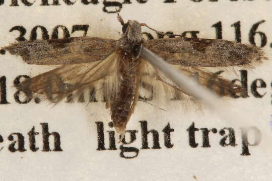 Image of Anarsia molybdota Meyrick 1904