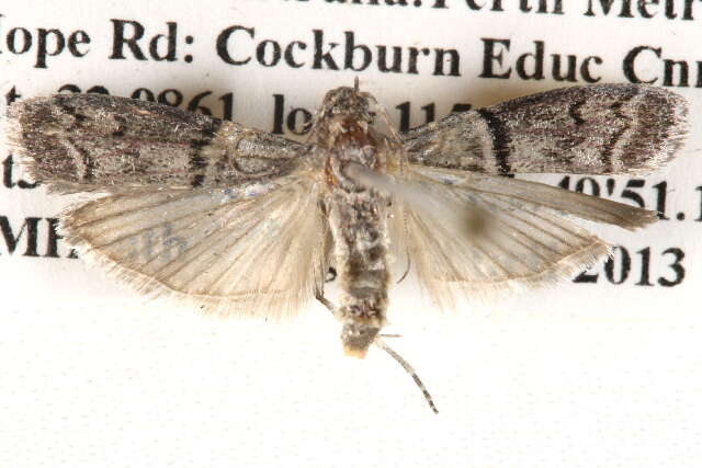 Imagem de Cryptoblabes euraphella Meyrick 1879