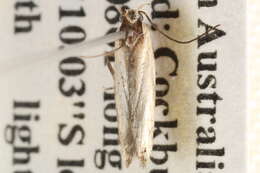 Image of Ardozyga stratifera