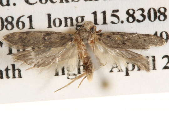 Image of Moth